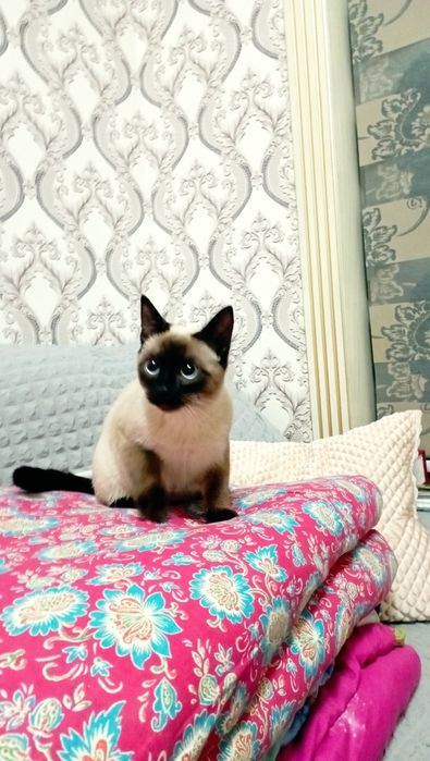 Сиамский кот г.Самарканд