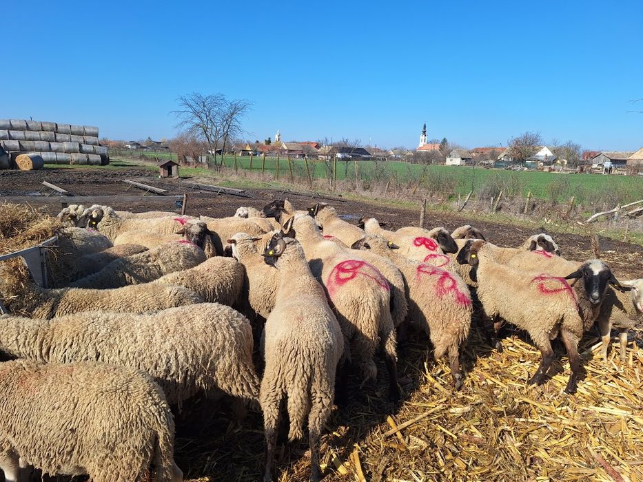 Vand 10 berbeci Tigai de ținut!