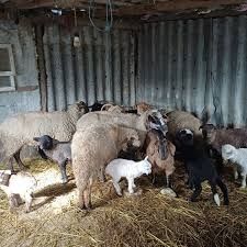 Oi capre românești