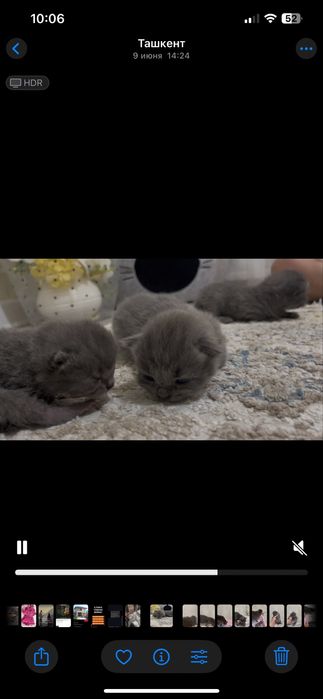 Шотландская вислоухая кошка