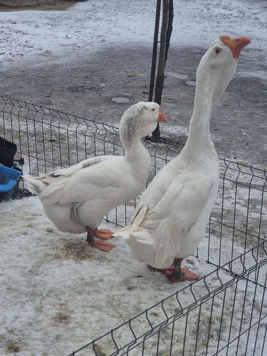 Gaste holmogor rasă pură