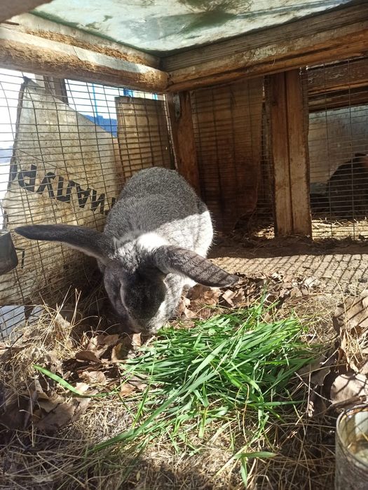 Продам кроликов разной породы.