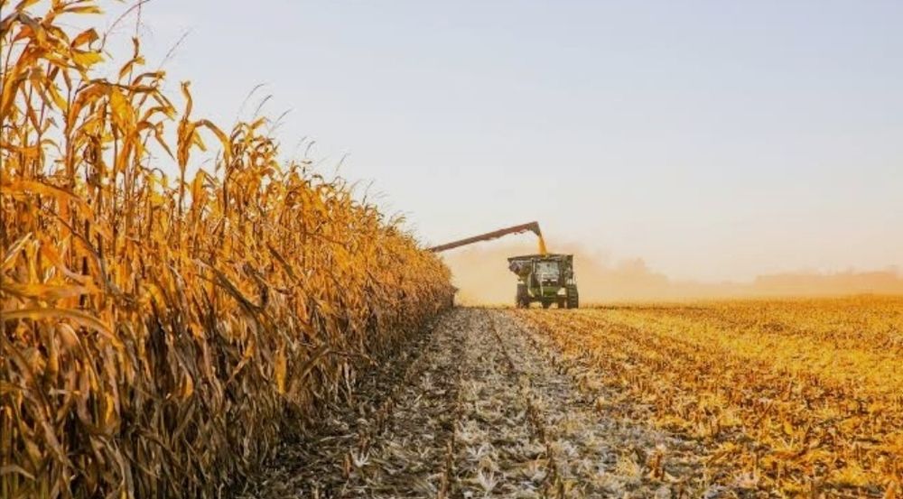 Прадам кукуруз зейне