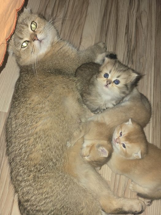 котята в семью Скотиш Страй