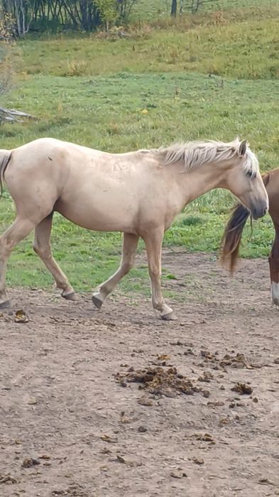 Айғыр сатылады 7жасар