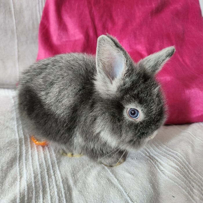 Iepurasi  cauta familie