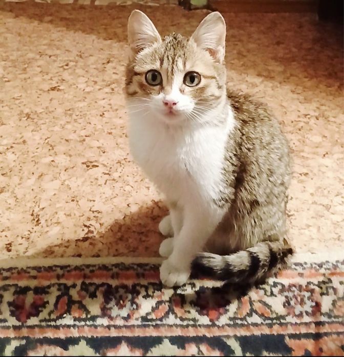 Очень ласковый котенок