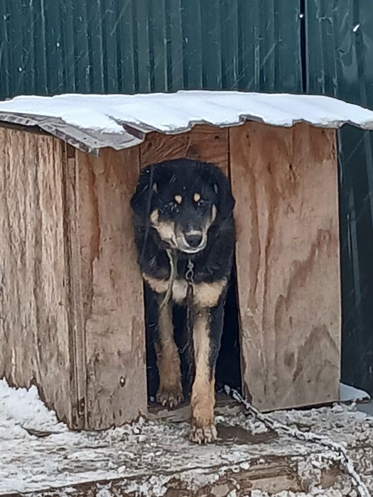 Собака (сучка)хорошая