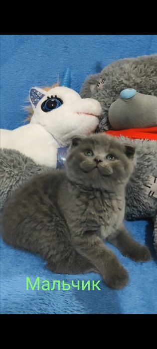 Продаются шикарные котята! Успейте к празднику купить! Страйты и фолд.