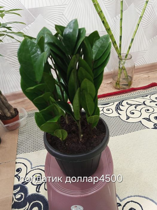 Домашние цветы пересаженный