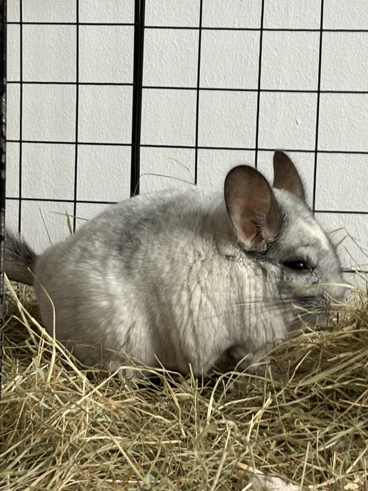 Vand chinchilla mascul