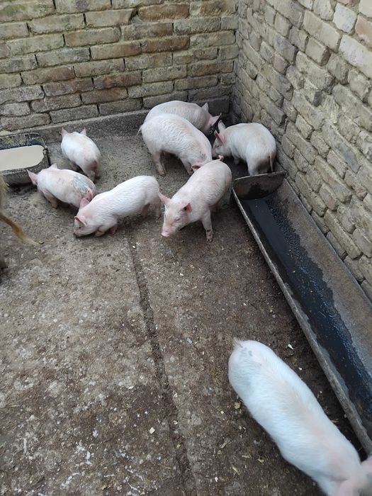 Малки прасенца..