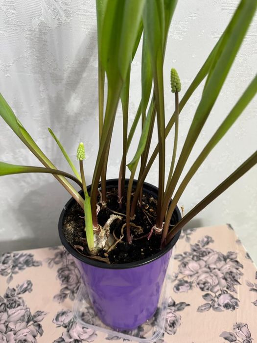 Продам цветы  Дриопсис