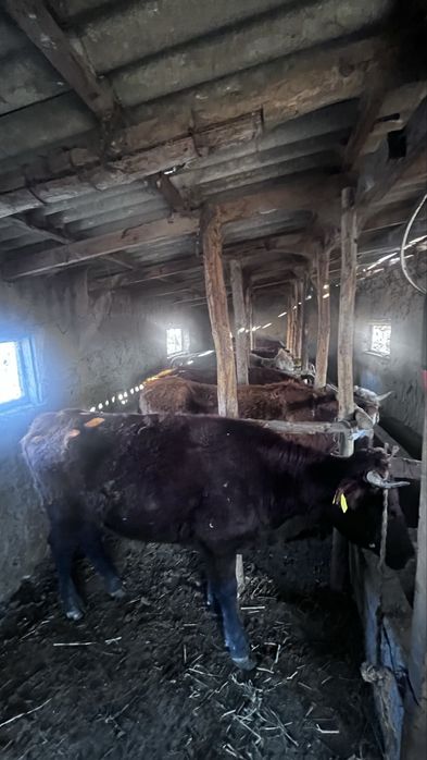 Ассалам алейкумм