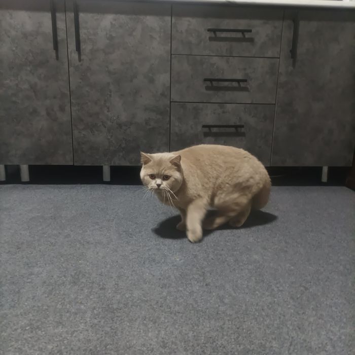 Вязка кошек с документами