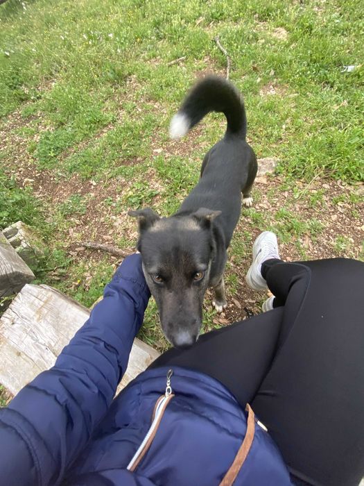 Plimb cățel | La domiciliu | Oradea