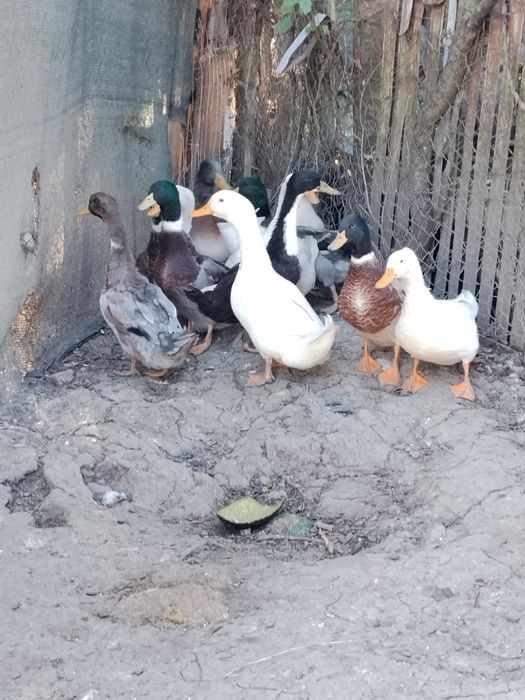 Vând rățoi românești de anul ăsta Prahova