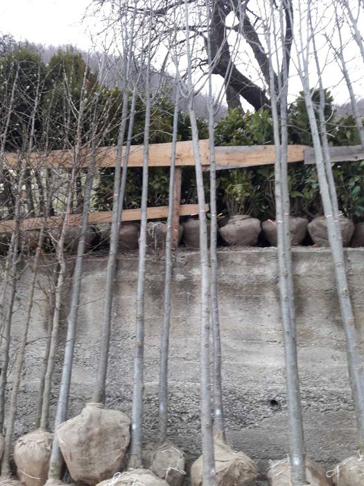 Vând mesteacăn alb avem de la      
  3-5m
