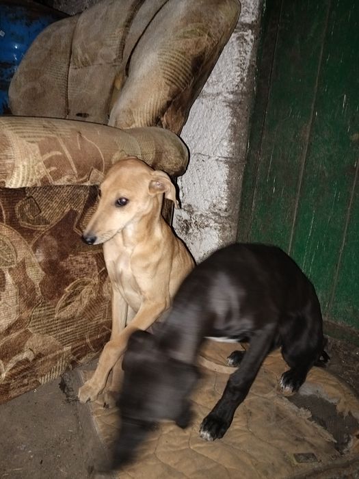 Грей хаунд күшіктер сатылады