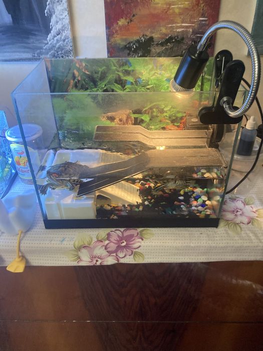 Продам 2 красноухие черепахи