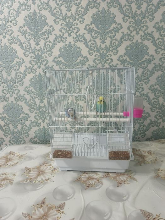 Попугаи с клеткои