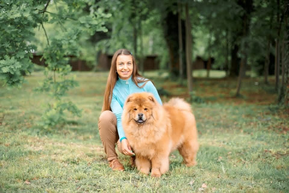 Pui Chow-Chow cu pedigree din Campion Mondial
