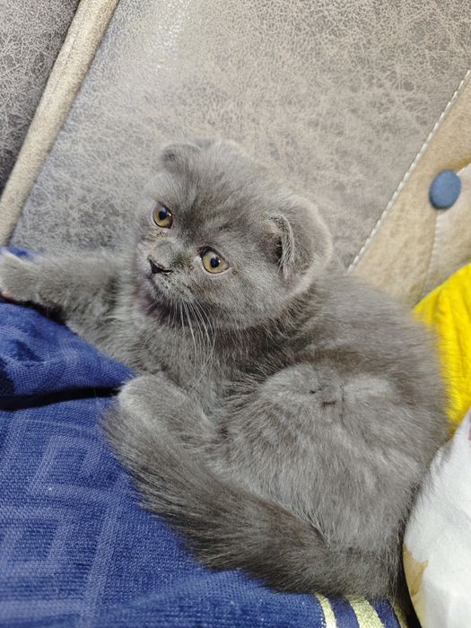 Шотландский вислоухий котенок (Scottish Fold) — голубой окрас