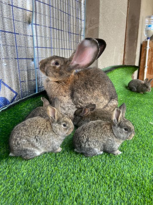 Фландер боллари сотилади