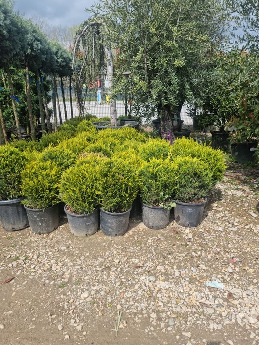 Plante ornamentale