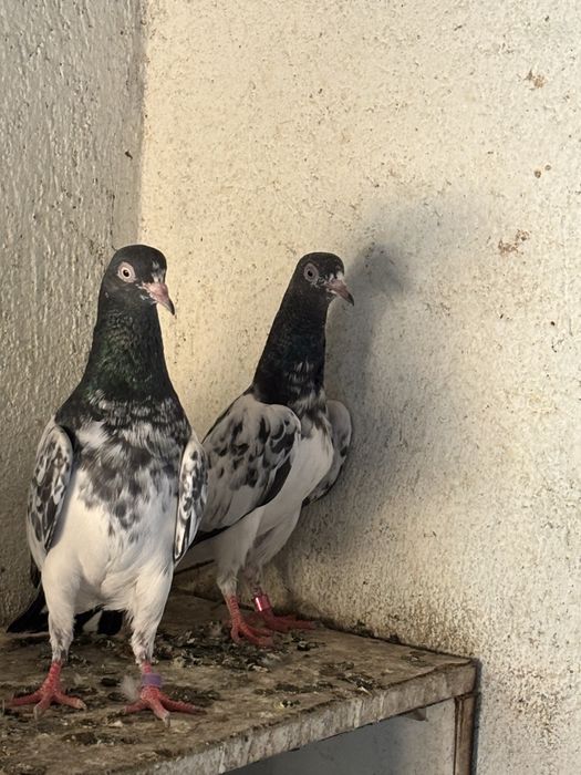 Апродам Пакестанских голубей Роял Дэди