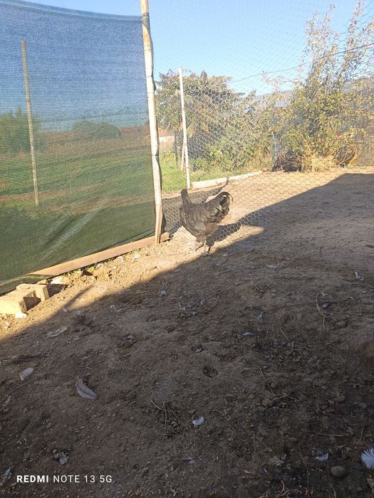 Cocosi australorp