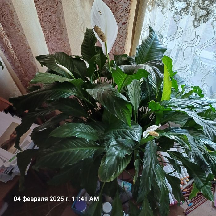 Растение Спатифиллум