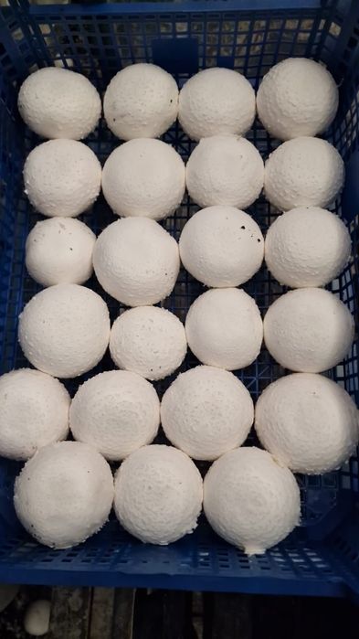 Грибы шампиньоны