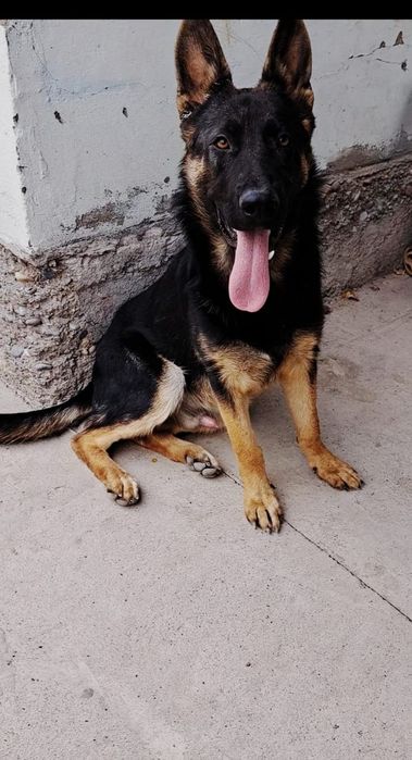 Таза  овчарканы кой