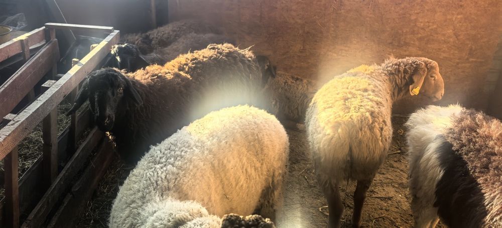 Семіз қой тоқтылар