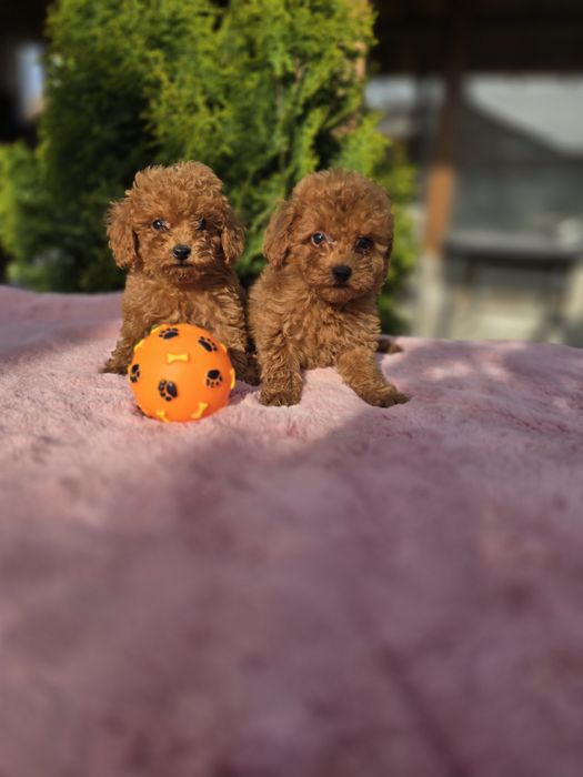 Той Пудел момчета Той Пудел