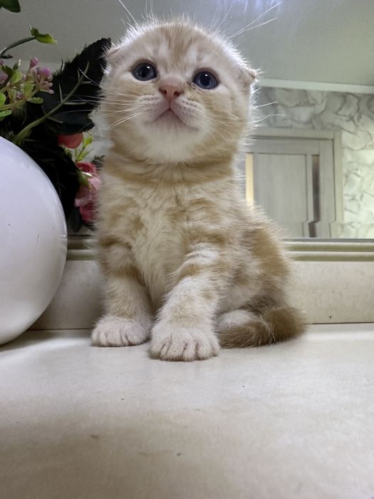 Котята скоттиш фолд и страйт