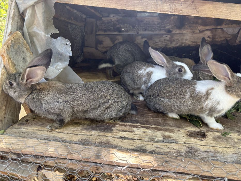 Vand iepuri urias german