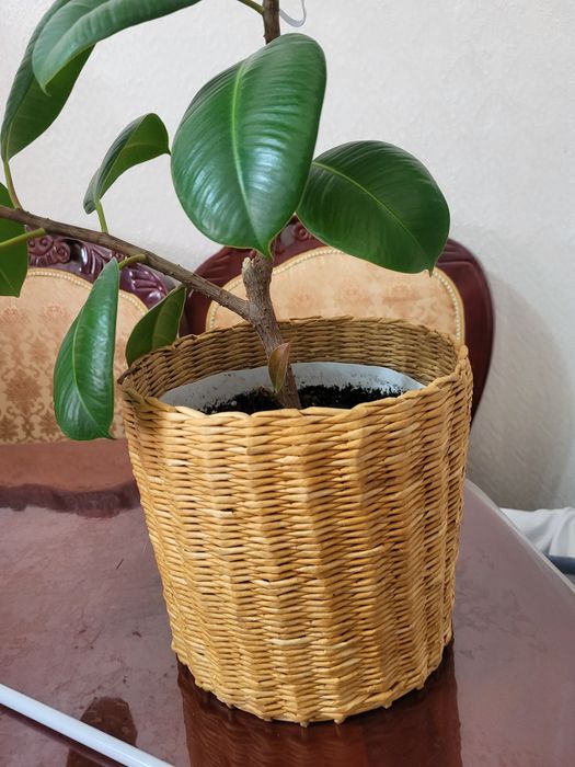 Продам фикус район шанхай