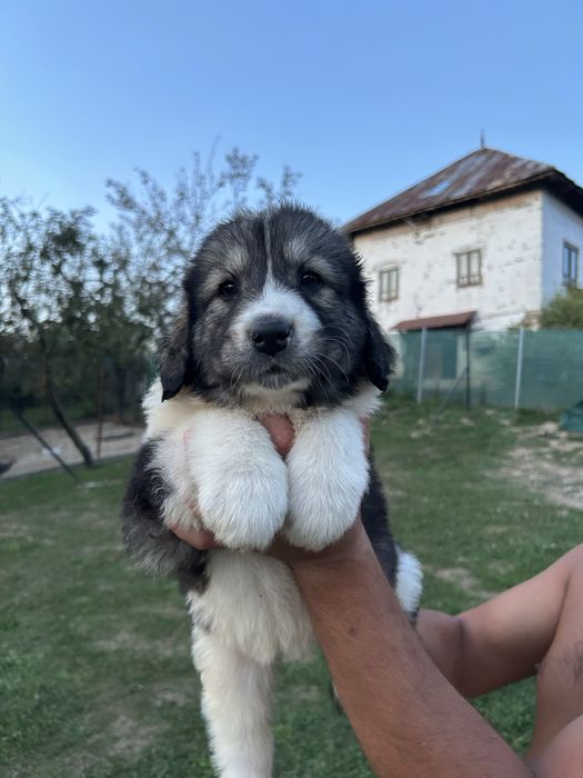 Ciobanesc romanesc de Bucovina