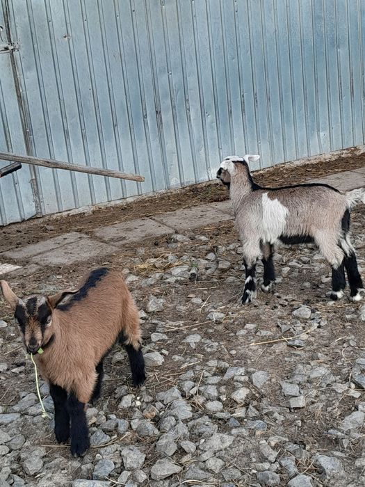 Vand iezi si un tap alpin francez
