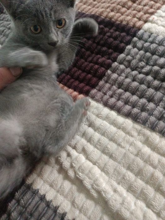 Котята ищут самых лучших родителей