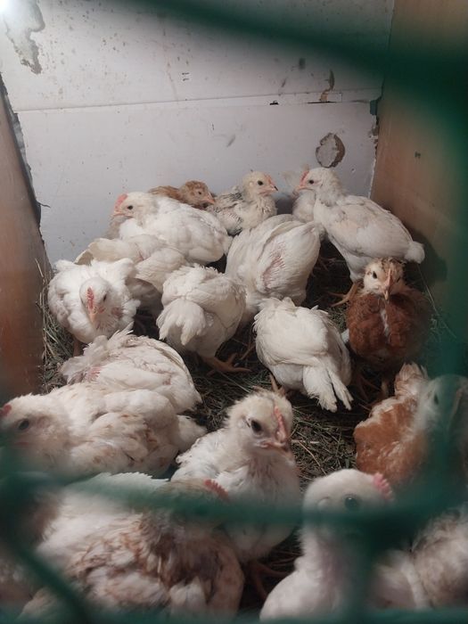 Цыплята несушки 1 месяц