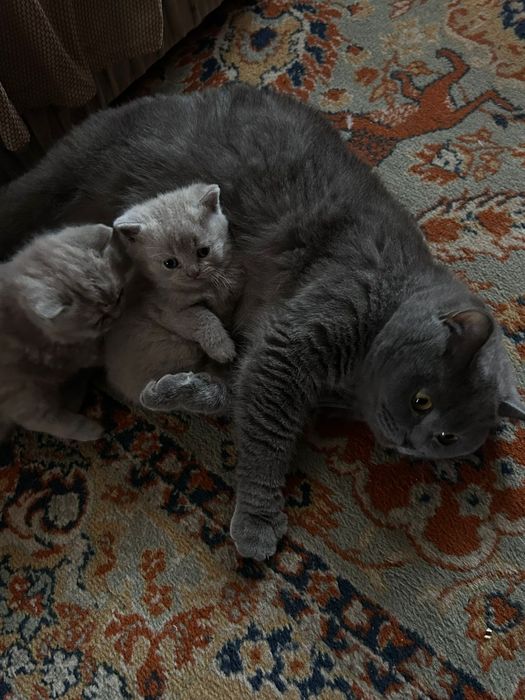 Чистокровные британцы