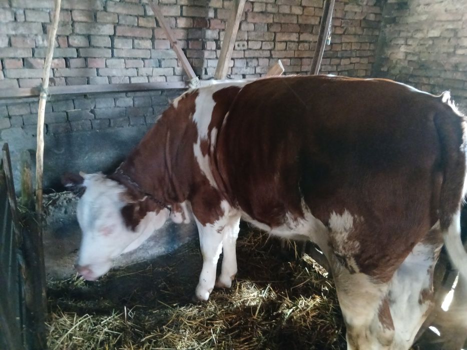 Vînd junică, se află în jud, Timișoara