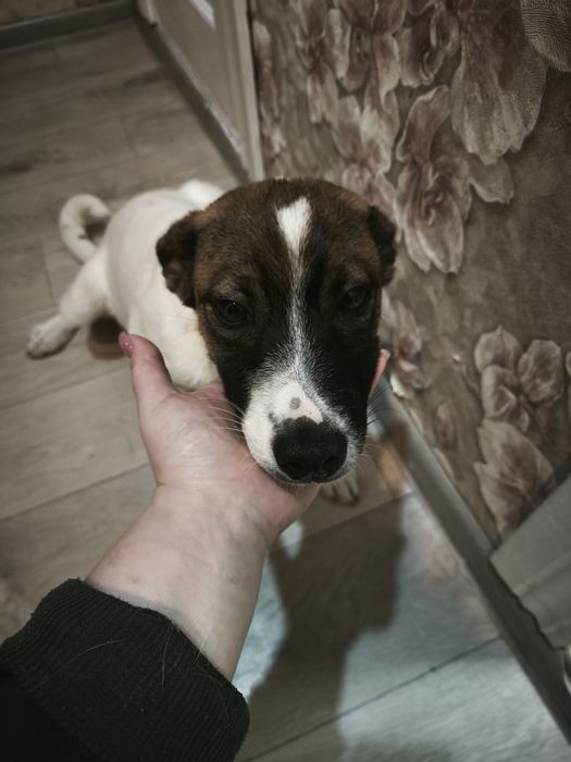 Отдам щенка в добрые руки