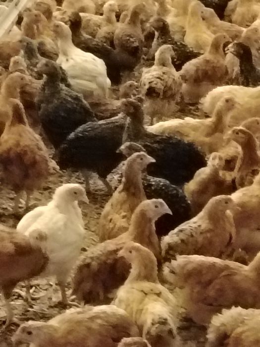 Vând puicute mixte mari