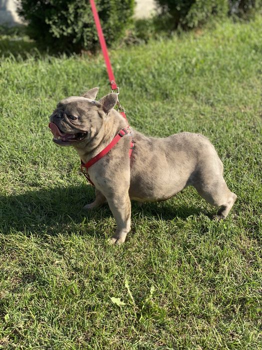 Френски булдог / френски булдочета /