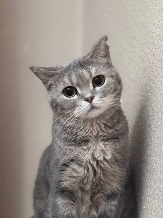 Кошка британская