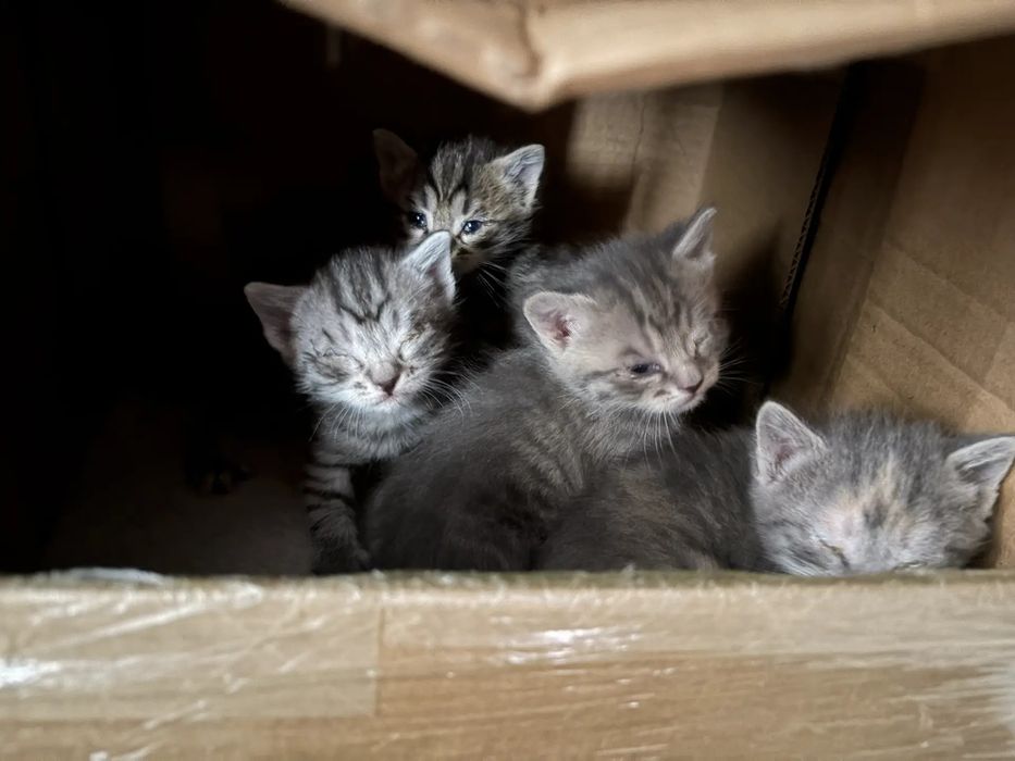 Отдам котят в добрые руки